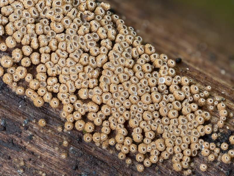 Merismodes anomala Cyphellopsis anomala